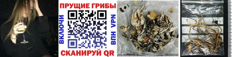 Галлюциногенные грибы Cubensis купить наркотик Калязин